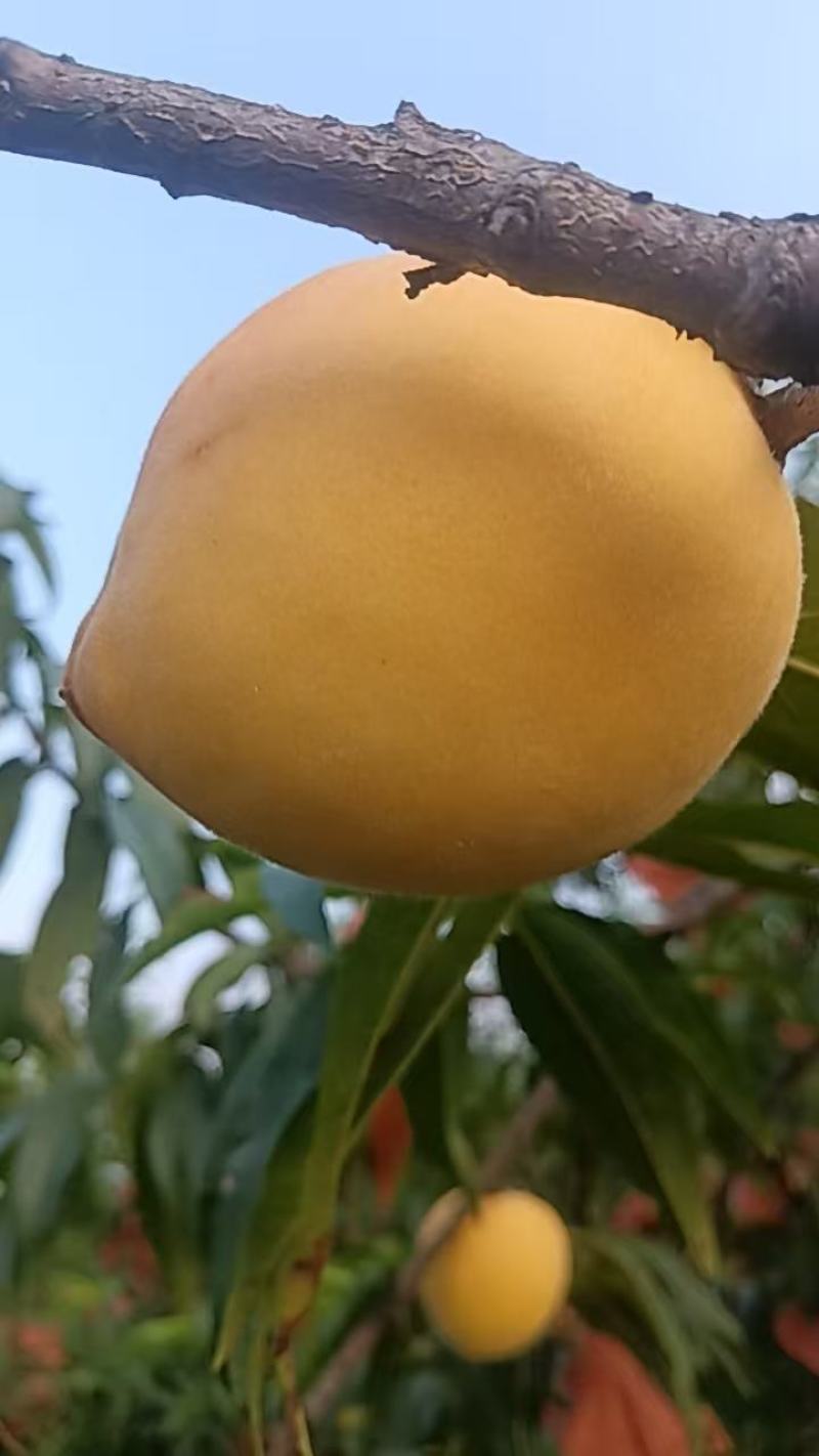 精品黄桃