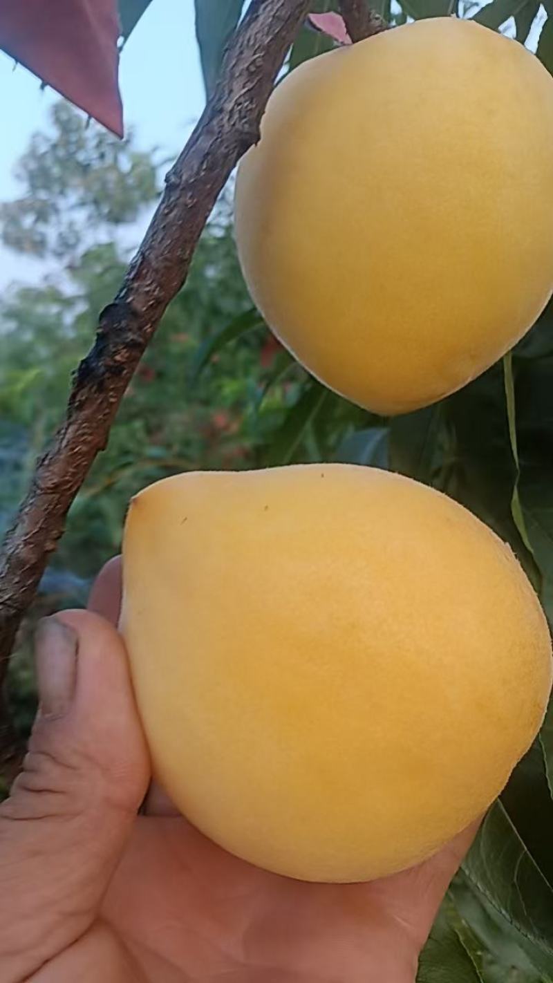 精品黄桃