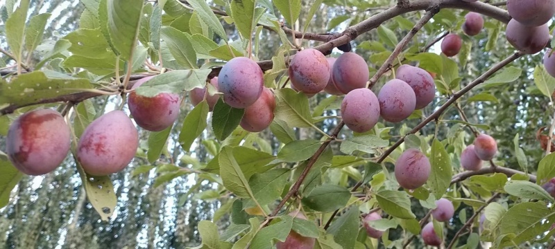 伽师西梅