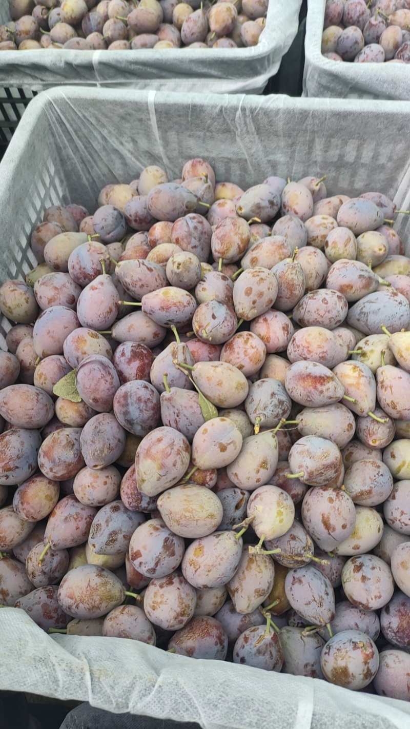伽师西梅