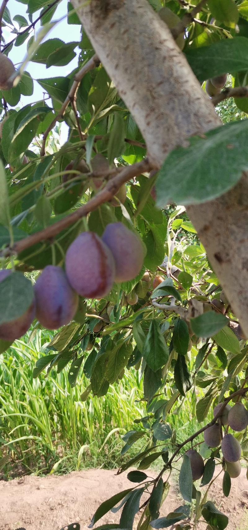 伽师西梅