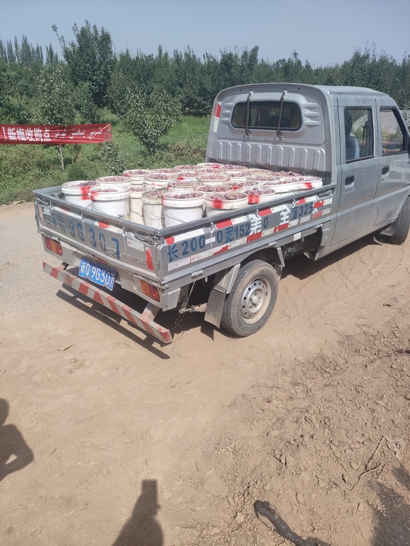 伽师西梅