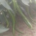 线椒