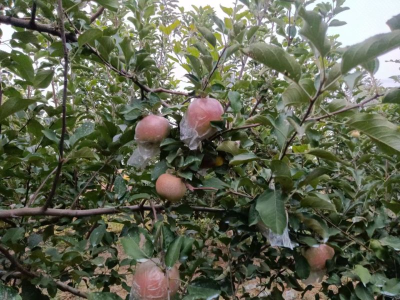 山东红富士苹果