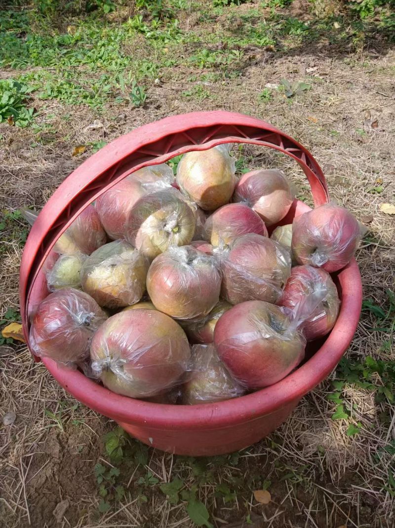 山东红富士苹果