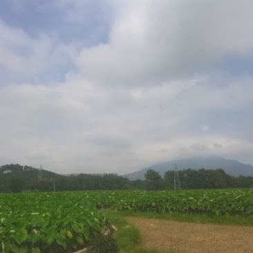 芋头