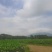 芋头