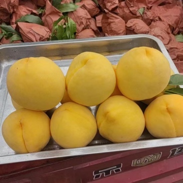 白鹿原黄桃