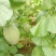 西洲蜜