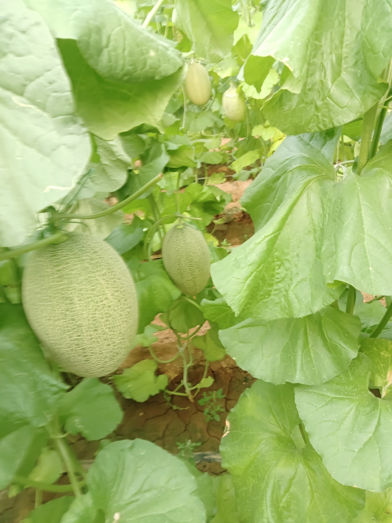 西洲蜜