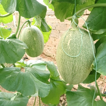 西洲蜜