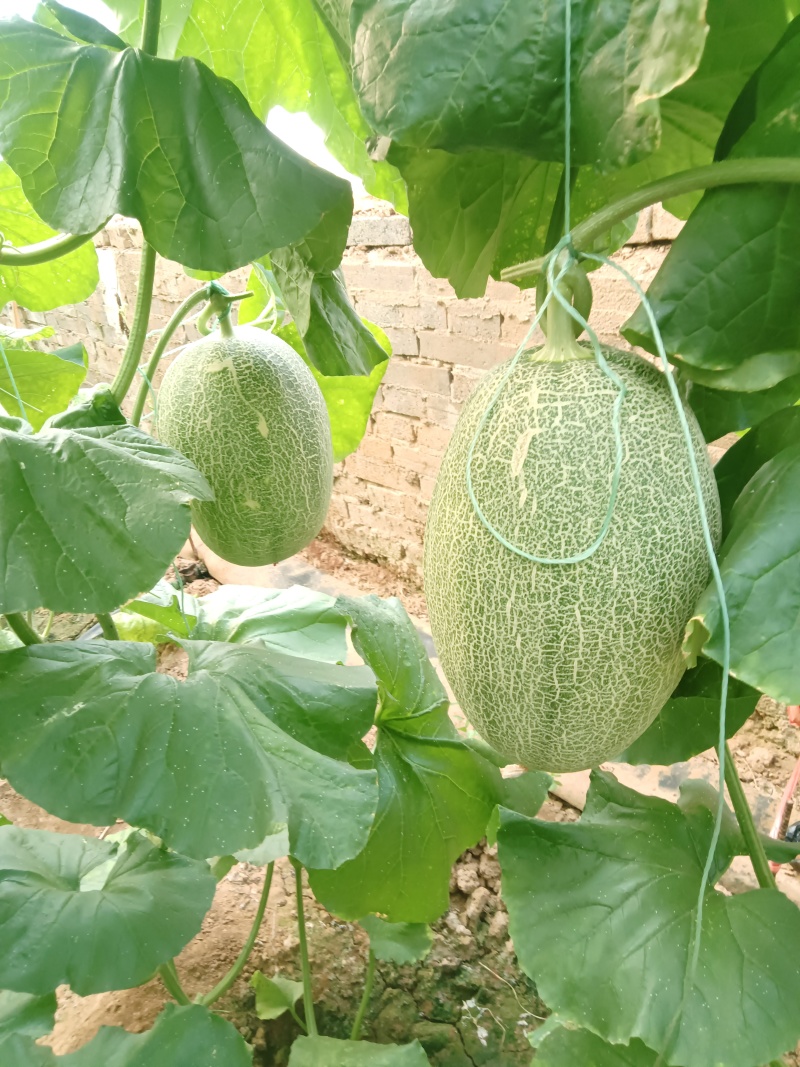 西洲蜜