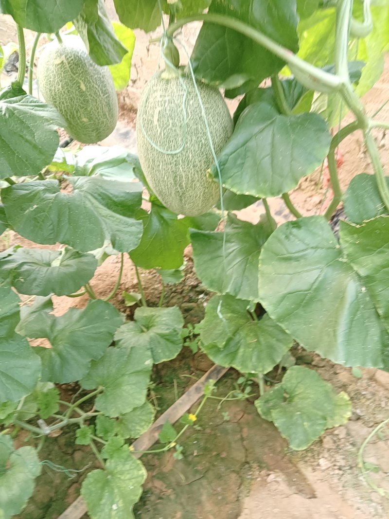 西洲蜜