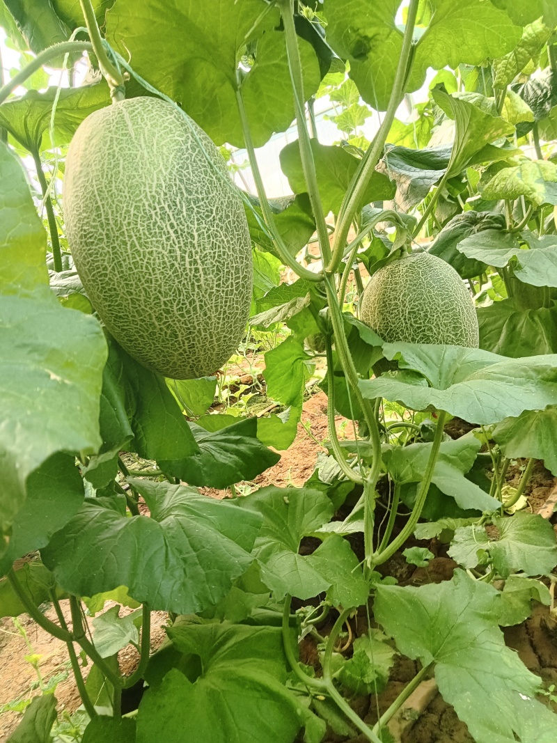 西洲蜜