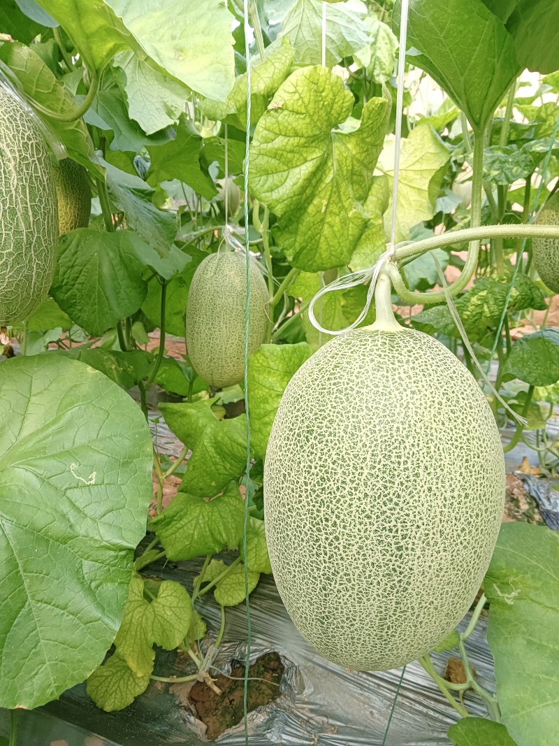 西洲蜜