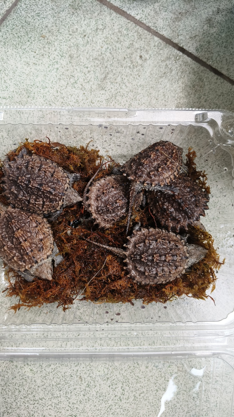 鳄龟苗，杂佛苗，精杂佛鳄龟碌等