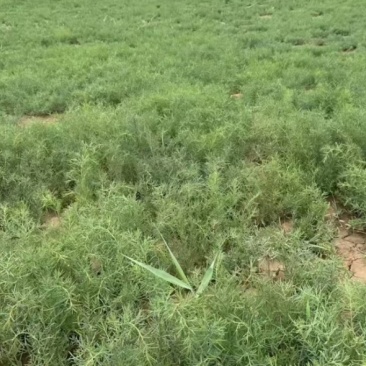 山东滨海黄须菜