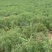 山东滨海黄须菜