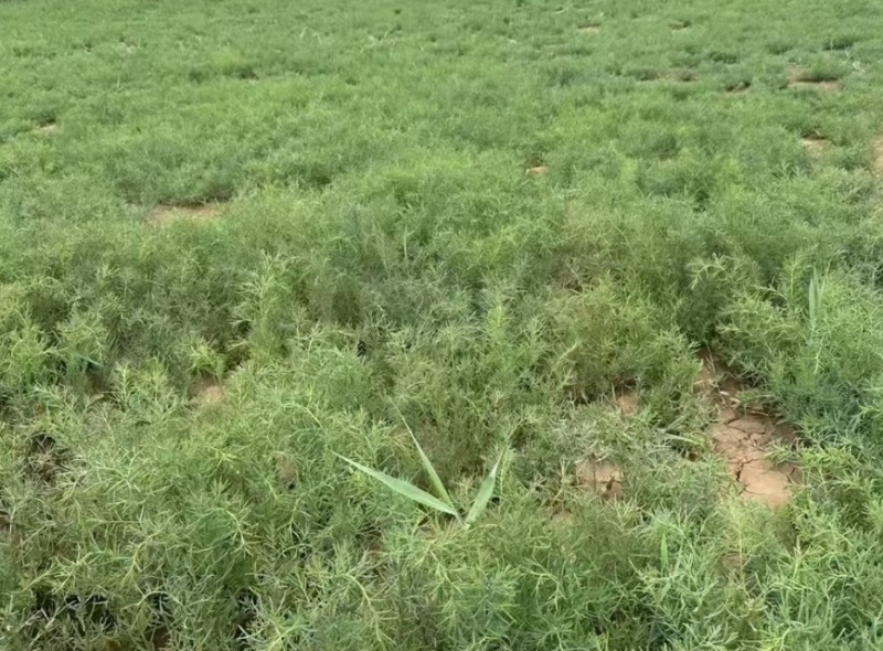山东滨海黄须菜