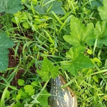香芋南瓜