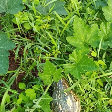 香芋南瓜