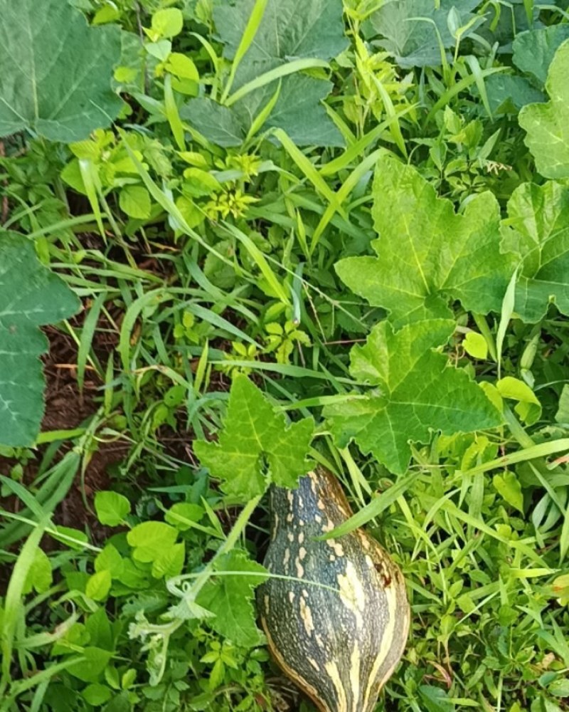 香芋南瓜