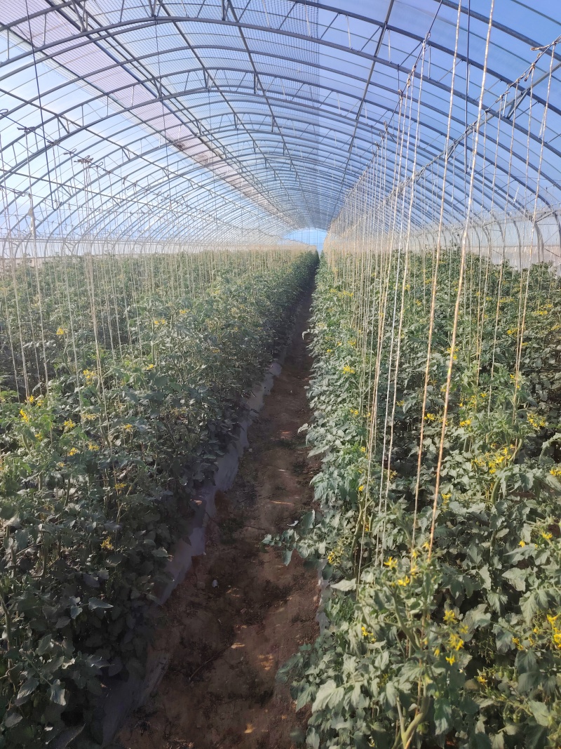 玲珑蜜小番茄