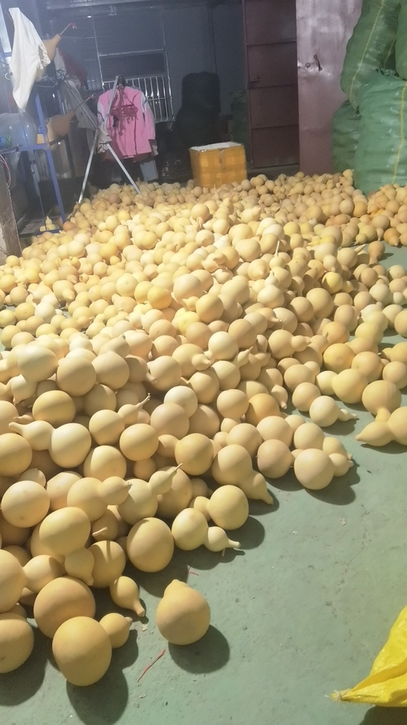 弥勒铁葫芦，新葫芦上市，工艺葫芦2块一个，葫芦丝的6块