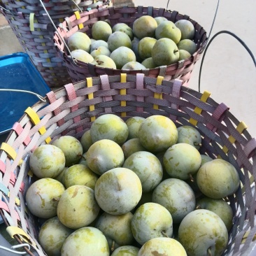 贵州蜂糖李