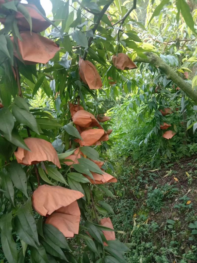 湖南炎陵黄桃