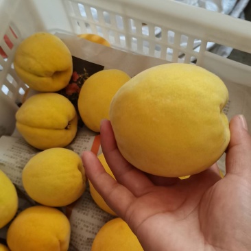 湖南炎陵黄桃