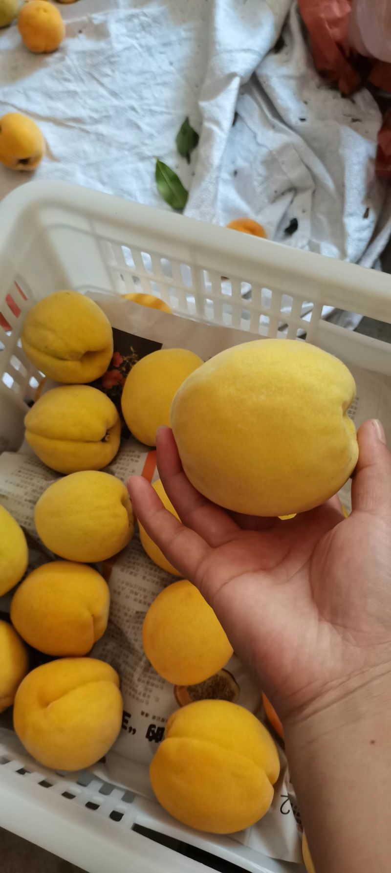 湖南炎陵黄桃
