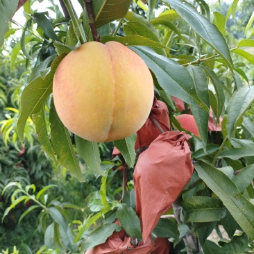 新乡市长垣市孟岗镇
