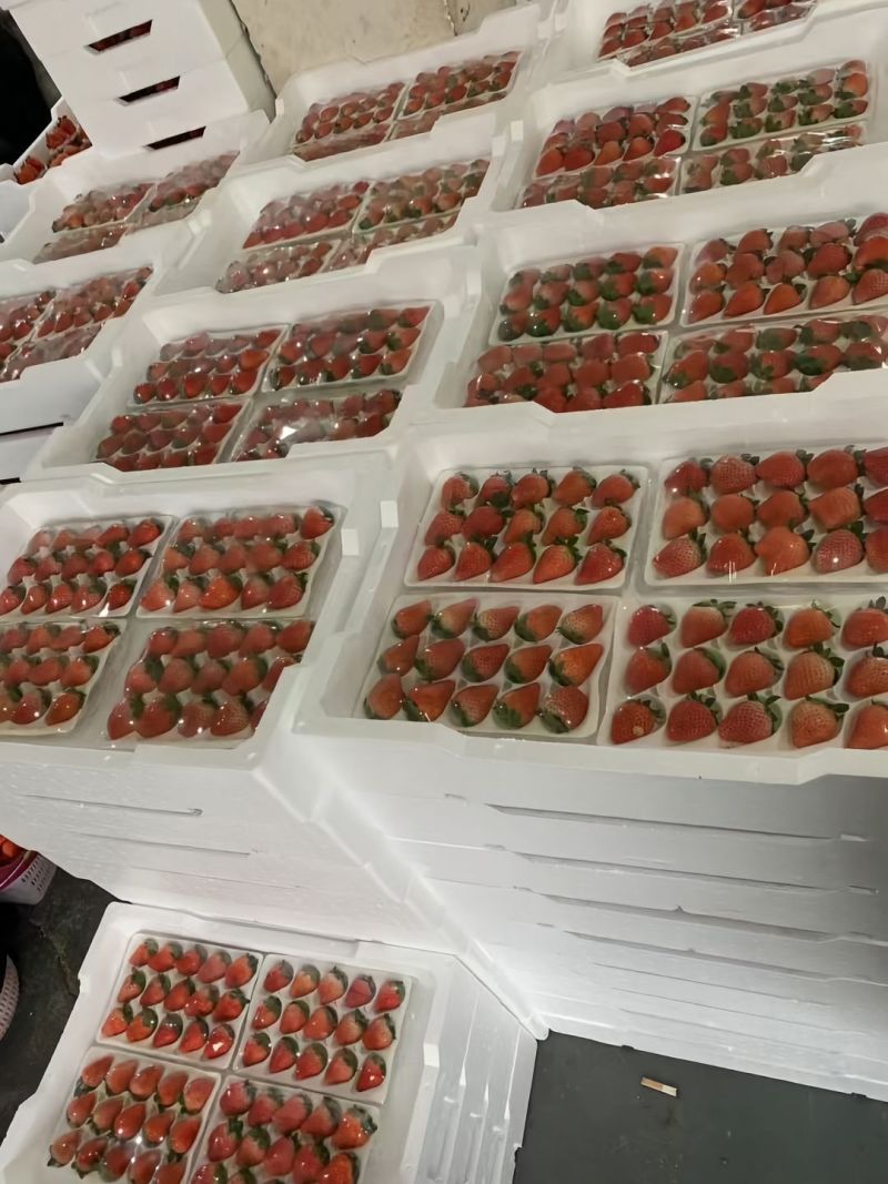 大量宁玉，妙香草莓供应。欢迎全国老板们长期合作