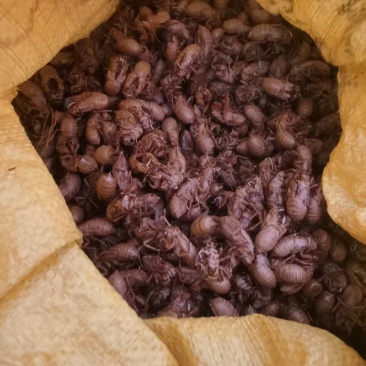 蝉壳