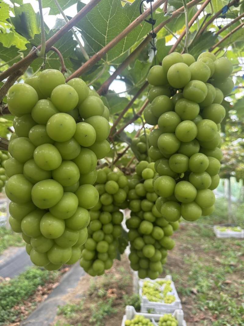阳光玫瑰