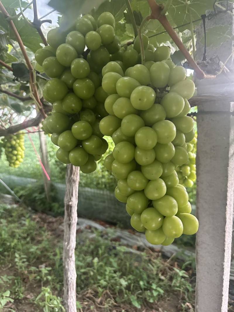 阳光玫瑰