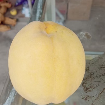 云南大关锦绣黄桃