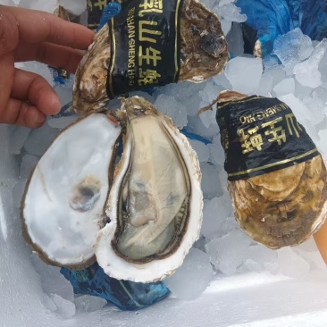 生蚝