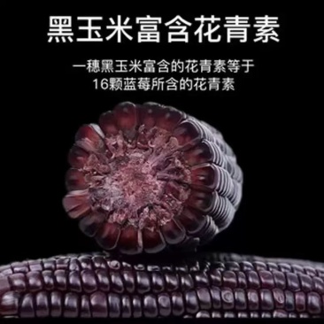 黑玉米黑甜糯639号