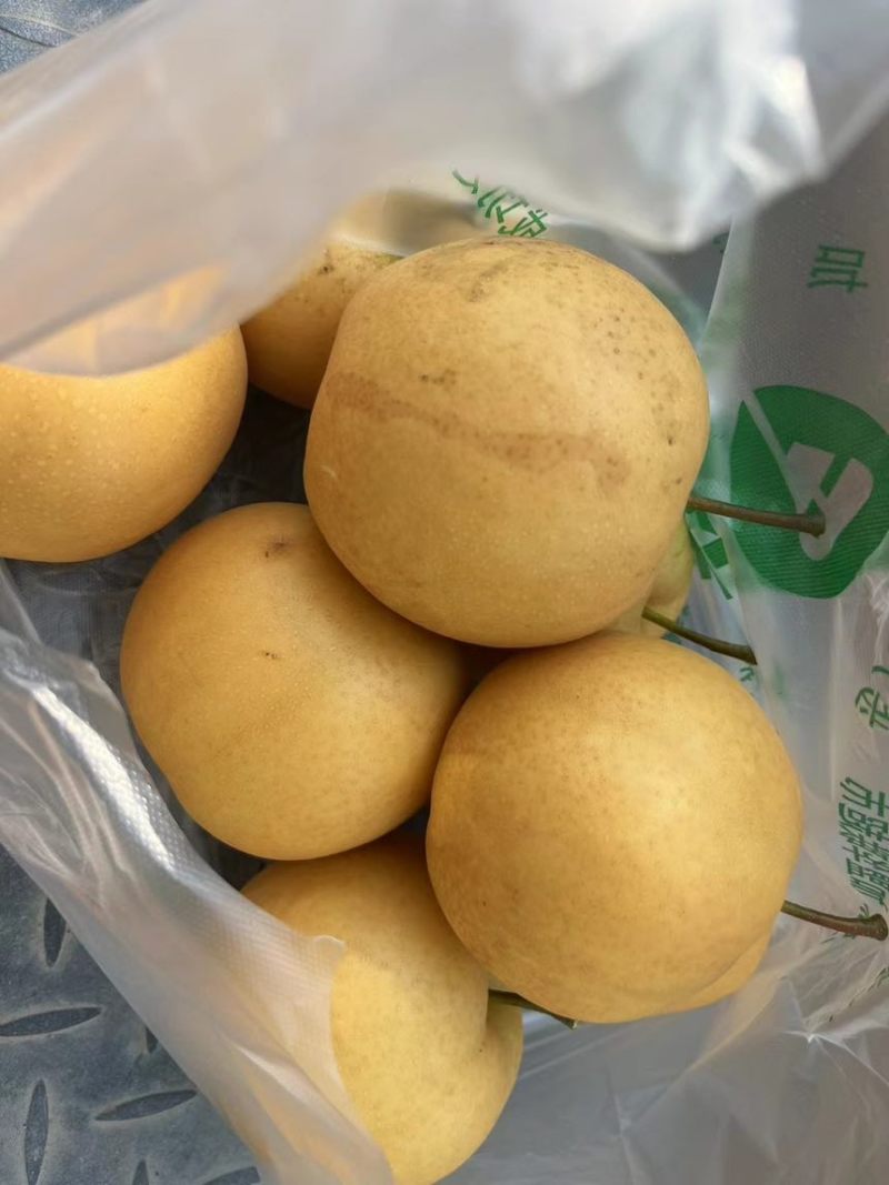 园黄梨