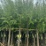 垂柳5-15分，各种规格，大量低价出售