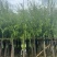 垂柳5-15分，各种规格，大量低价出售