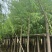 垂柳5-15分，各种规格，大量低价出售