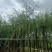 垂柳5-15分，各种规格，大量低价出售
