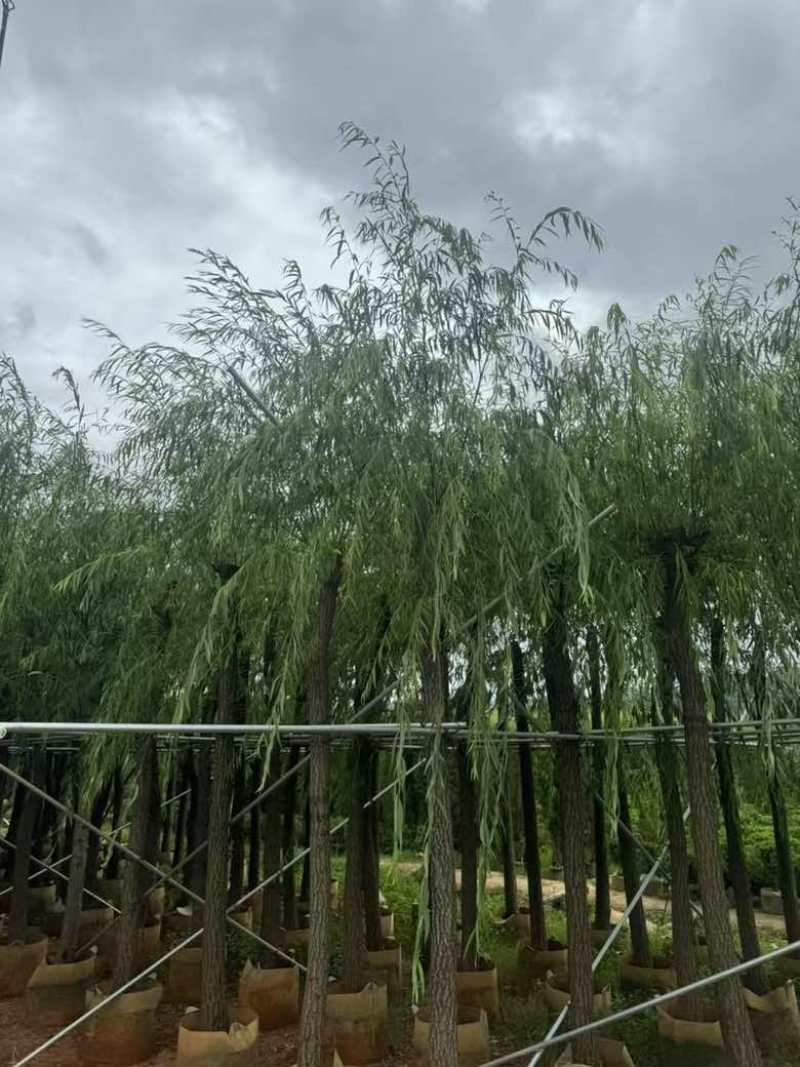 垂柳5-15分，各种规格，大量低价出售