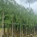 垂柳5-15分，各种规格，大量低价出售