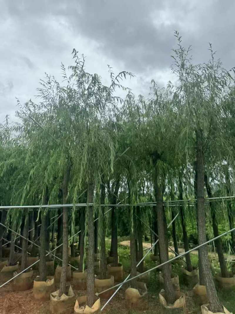 垂柳5-15分，各种规格，大量低价出售