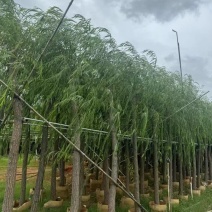 垂柳5-15分，各种规格，大量低价出售