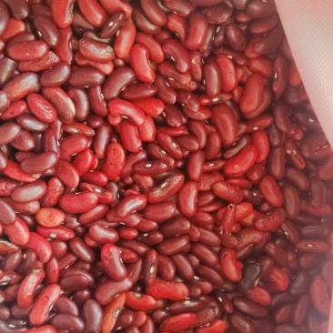 红腰豆